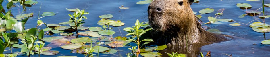 Ibera Wetlands Capybara
