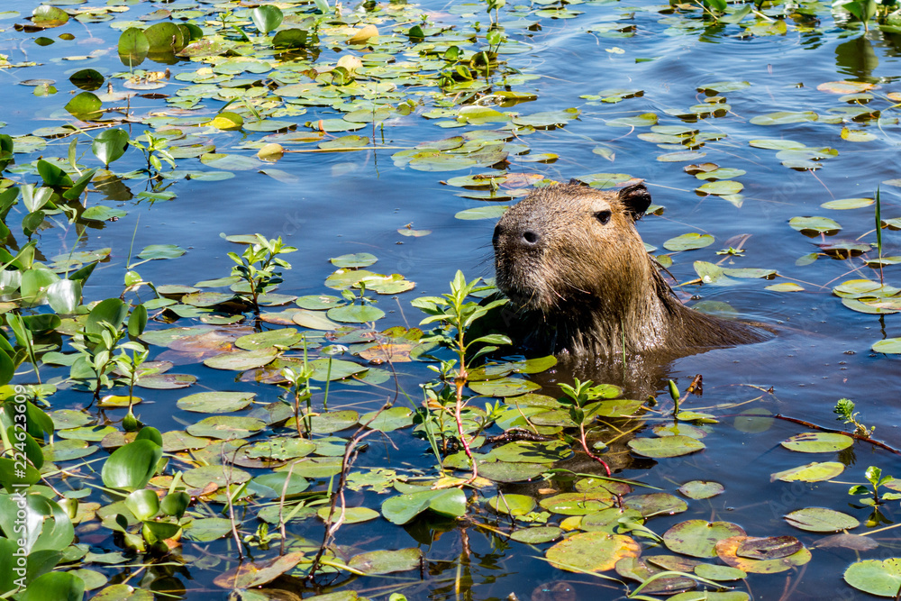 Ibera Wetlands Capybara